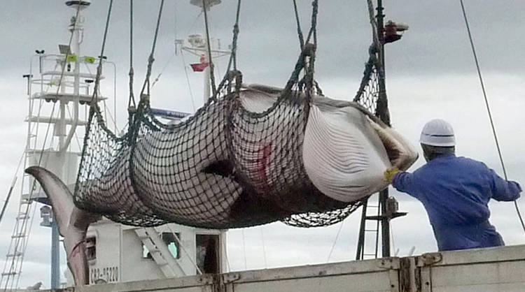 La Corte de La Haya prohibió la caza de ballenas